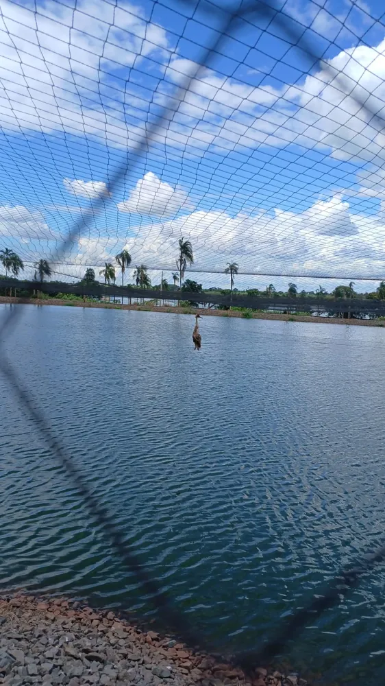 Vista por baixo da rede anti-pássaro estendida sobre um tanque de peixe